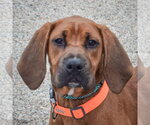 Small #4 Boxer-Redbone Coonhound Mix