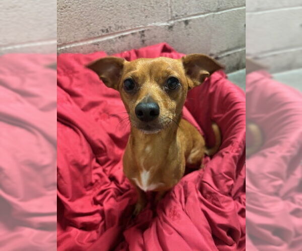Medium Photo #2 Chihuahua-Unknown Mix Puppy For Sale in Elmsford, NY, USA