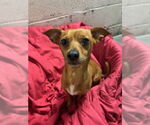 Small #1 Chihuahua Mix