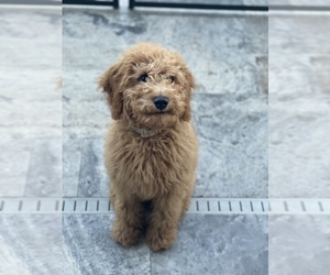 Goldendoodle Puppy for sale in LAKEWOOD RANCH, FL, USA