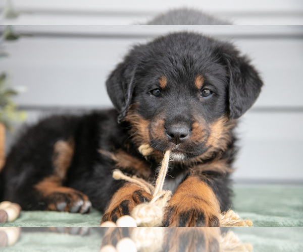 Medium Photo #27 Bernedoodle-Labrador Retriever Mix Puppy For Sale in REED CITY, MI, USA