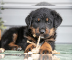 Small Photo #27 Bernedoodle-Labrador Retriever Mix Puppy For Sale in REED CITY, MI, USA