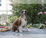 Small #2 Boxer