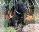 Small Photo #9 Labrador Retriever-Unknown Mix Puppy For Sale in OKLAHOMA CITY, OK, USA
