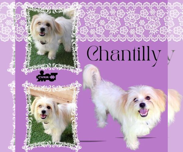Medium Photo #1 Lhasa Apso Puppy For Sale in Lindsay, CA, USA