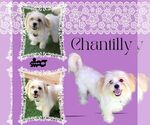Small Lhasa Apso