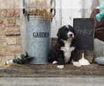 Small Photo #4 Bernedoodle Puppy For Sale in DUNDEE, OH, USA