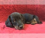 Small Photo #1 Dachshund Puppy For Sale in GRANBY, CT, USA