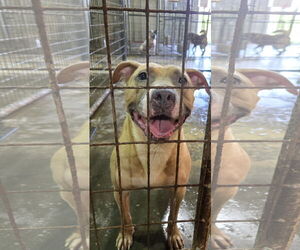 Bulldog-Unknown Mix Dogs for adoption in Jackson, MS, USA