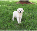 Twinkle - Female Golden Retriever Puppy for Sale - Photo #7