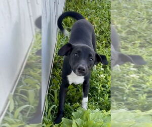 Beagle-Unknown Mix Dogs for adoption in Sistersville, WV, USA