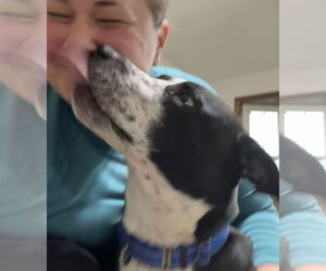 Goliath - Male Australian Shepherd-Unknown Mix Dog for Adoption - Photo #2