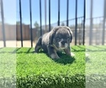 Small #3 English Bulldog