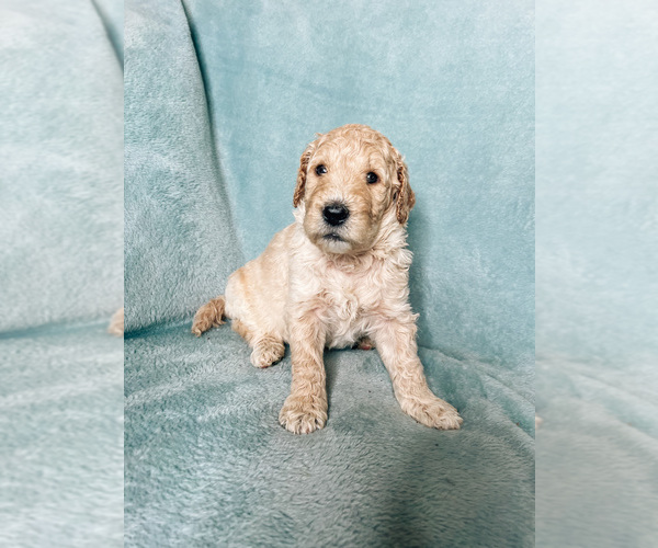 Medium Photo #1 Goldendoodle Puppy For Sale in MOUNT JULIET, TN, USA