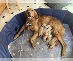 Small Photo #1 Golden Retriever Puppy For Sale in OLYMPIA, WA, USA