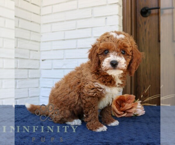 Medium Photo #4 Goldendoodle (Miniature) Puppy For Sale in NARVON, PA, USA