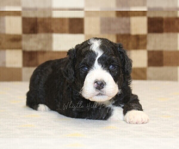 Medium Photo #7 Bernedoodle (Miniature) Puppy For Sale in DENVER, PA, USA