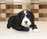 Small #6 Bernedoodle (Miniature)