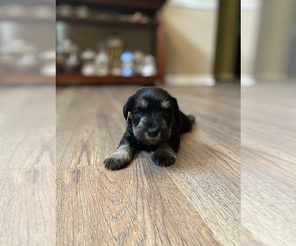 Medium Photo #1 Schnauzer (Miniature) Puppy For Sale in JEFFERSON, GA, USA