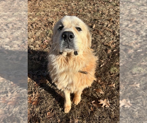 Medium Photo #1 Great Pyrenees Puppy For Sale in AMHERST, VA, USA