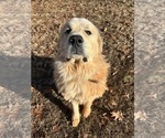 Small Photo #1 Great Pyrenees Puppy For Sale in AMHERST, VA, USA