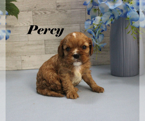 Medium Photo #10 Cavalier King Charles Spaniel Puppy For Sale in CHANUTE, KS, USA