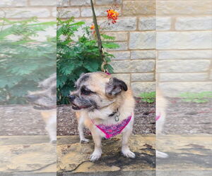 Sushi - Female Pug-Shih Tzu Mix Dog for Adoption - Photo #3