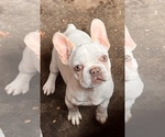 Small Photo #1 French Bulldog Puppy For Sale in GLENDORA, CA, USA