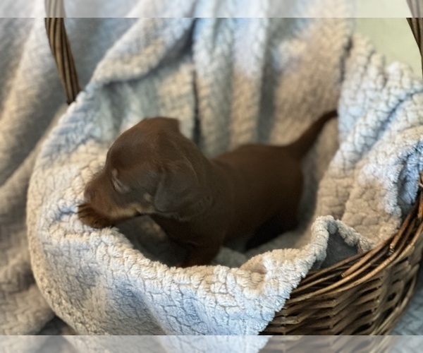 Medium Photo #17 Dachshund Puppy For Sale in MURFREESBORO, TN, USA