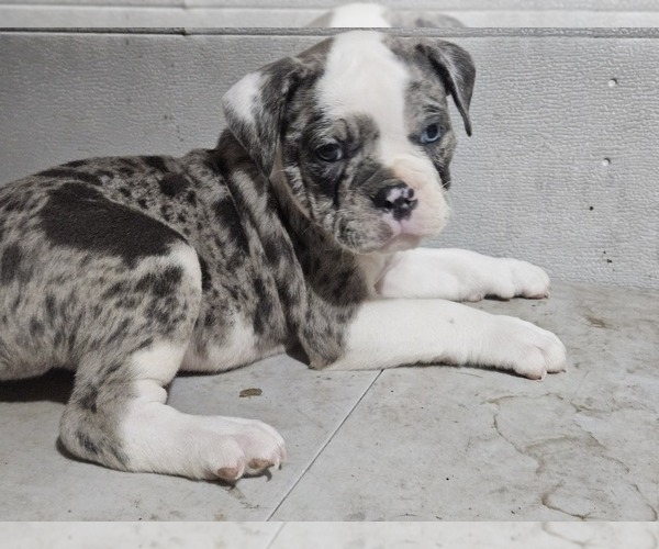 Medium Photo #9 Olde English Bulldogge Puppy For Sale in NILES, MI, USA
