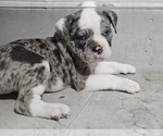 Small #8 Olde English Bulldogge