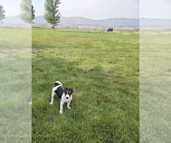 Medium Photo #5 Rat Terrier Puppy For Sale in ELLENSBURG, WA, USA