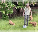 Small Photo #17 Golden Retriever Puppy For Sale in WOODSTOCK, CT, USA