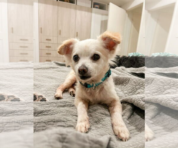 Medium Photo #5 Chihuahua-Unknown Mix Puppy For Sale in Newport Beach, CA, USA