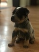 Small Photo #7 Australian Cattle Dog Puppy For Sale in PAHRUMP, NV, USA