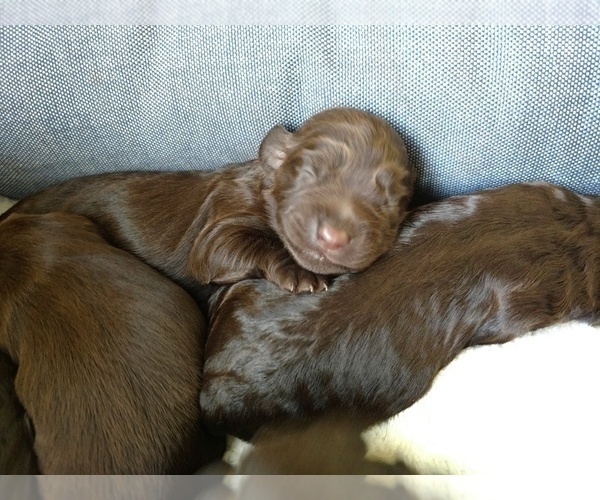 Medium Photo #6 Boykin Spaniel Puppy For Sale in SILVER CREEK, GA, USA