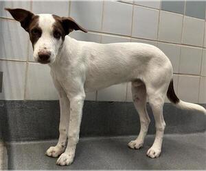 Labrador Retriever-Unknown Mix Dogs for adoption in San Antonio, TX, USA