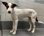 Small Labrador Retriever Mix