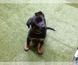 Shepweiller Dogs for adoption in Downey, CA, USA