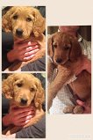 Medium Photo #1 Goldendoodle Puppy For Sale in GRANTS PASS, OR, USA