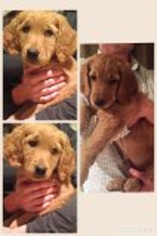 Goldendoodle Puppy for sale in GRANTS PASS, OR, USA