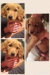 Small Photo #1 Goldendoodle Puppy For Sale in GRANTS PASS, OR, USA