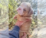 Small Photo #5 English Bulldog Puppy For Sale in JOSHUA, TX, USA