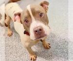 Small #3 American Bulldog Mix