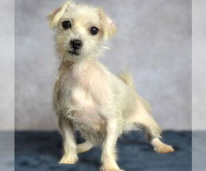 Maltese Dogs for adoption in Holly Springs, NC, USA