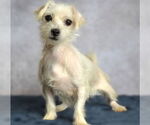 Small Maltese