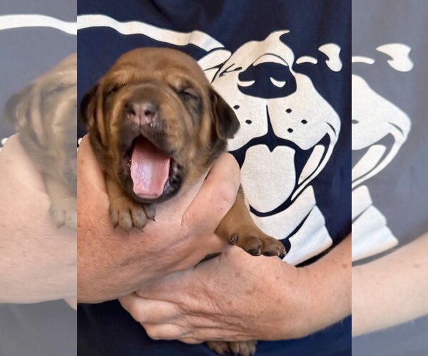 Medium Photo #2 Doberman Pinscher Puppy For Sale in Rancho Cordova, CA, USA