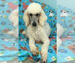 Small #2 Poodle (Standard)