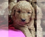 Small Photo #3 Goldendoodle (Miniature) Puppy For Sale in CONOWINGO, MD, USA