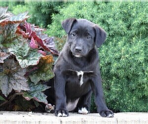Labrador Retriever-Unknown Mix Puppy for sale in FREDERICKSBG, OH, USA